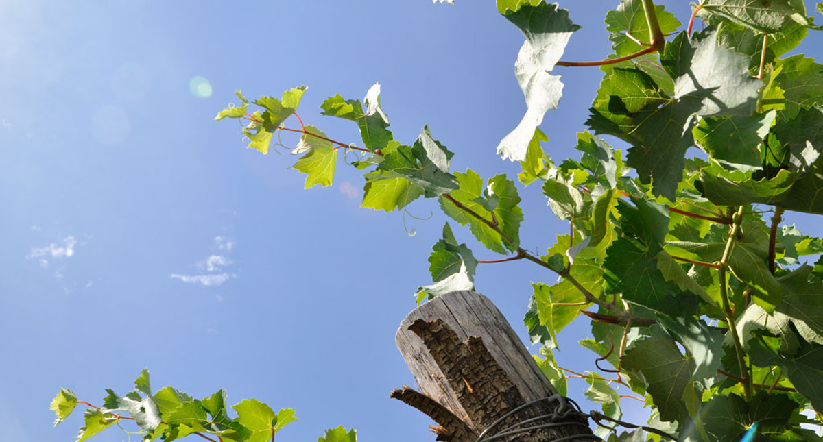 Selva Capuzza grape vines