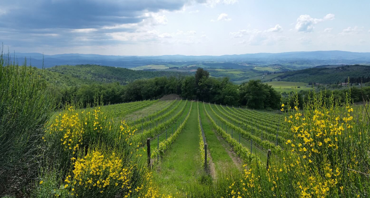 Vineyards surrounding Castello La Leccia