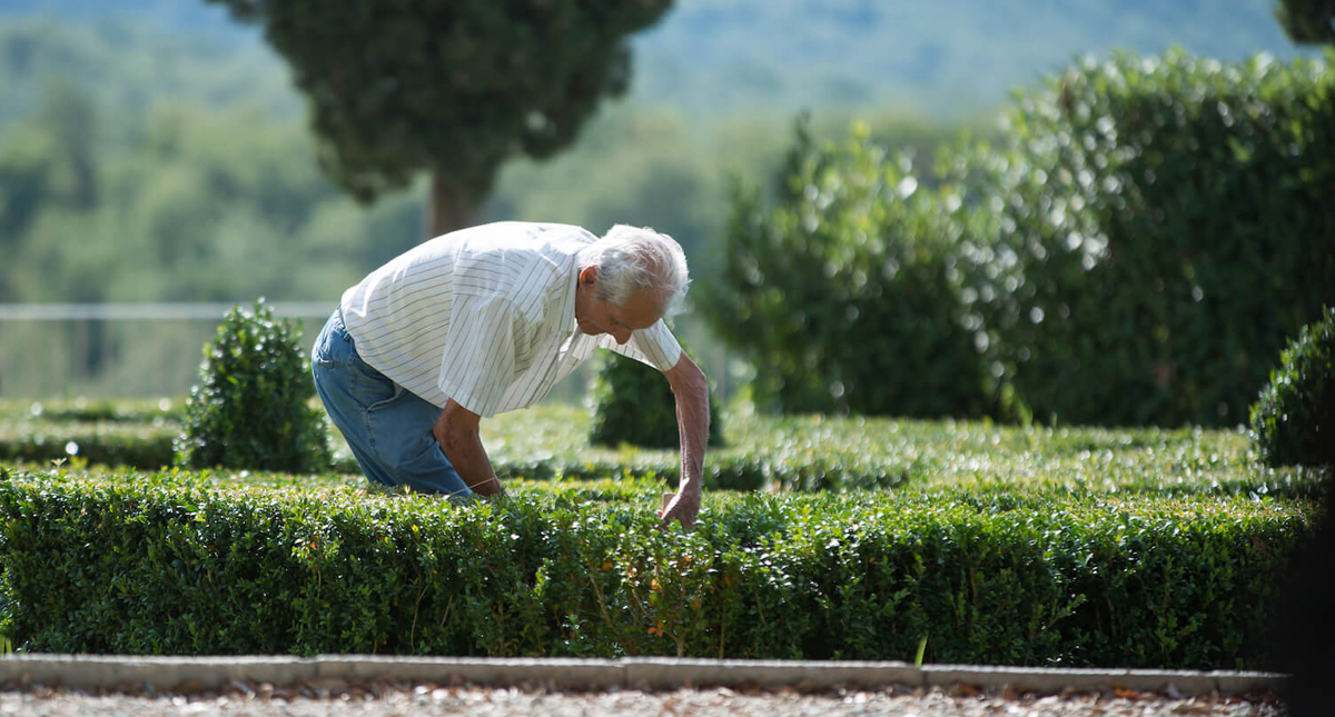 Castello La Leccia employee tending to a grape vine