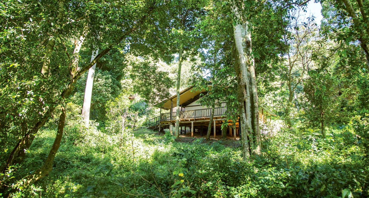 Mara Engai Lodge guest lodge amidst the trees