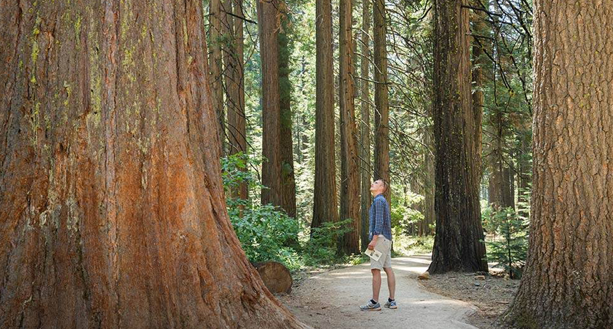 Wuksachi Lodge outdoor nature path under giant sequoia trees