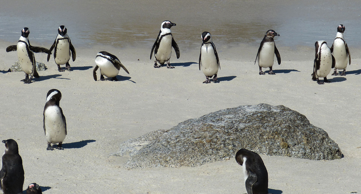 Boulders Beach penguin colony