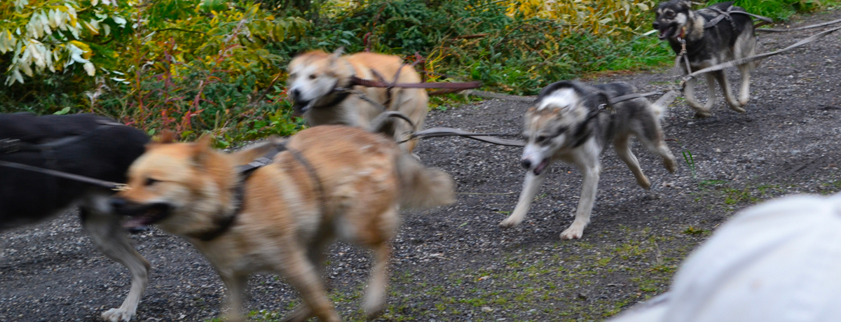 Sled dogs running a sled tour