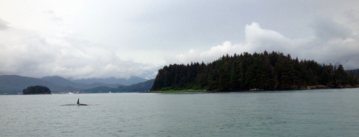 Single whale partially breaching water in Alaska's Inside Passage
