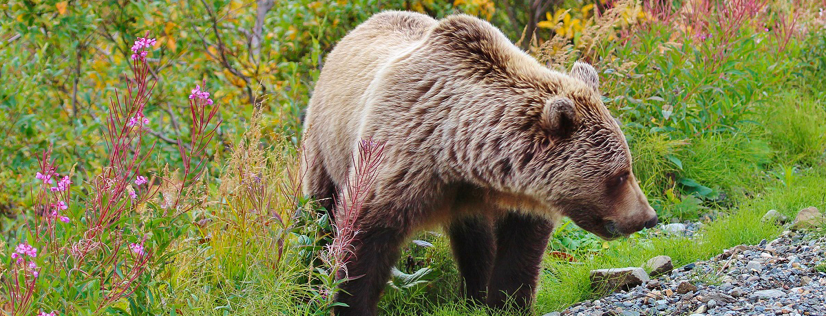 Close-up of Alaskan brown bear