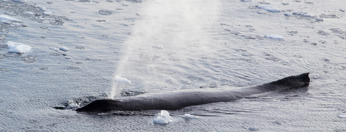 Whale using its blowhole