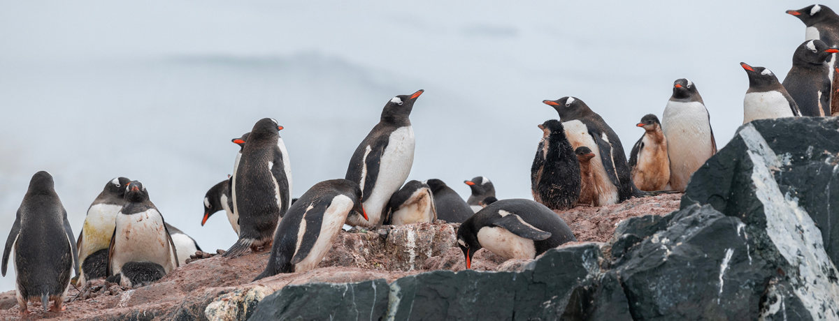 Penguins atop rocks