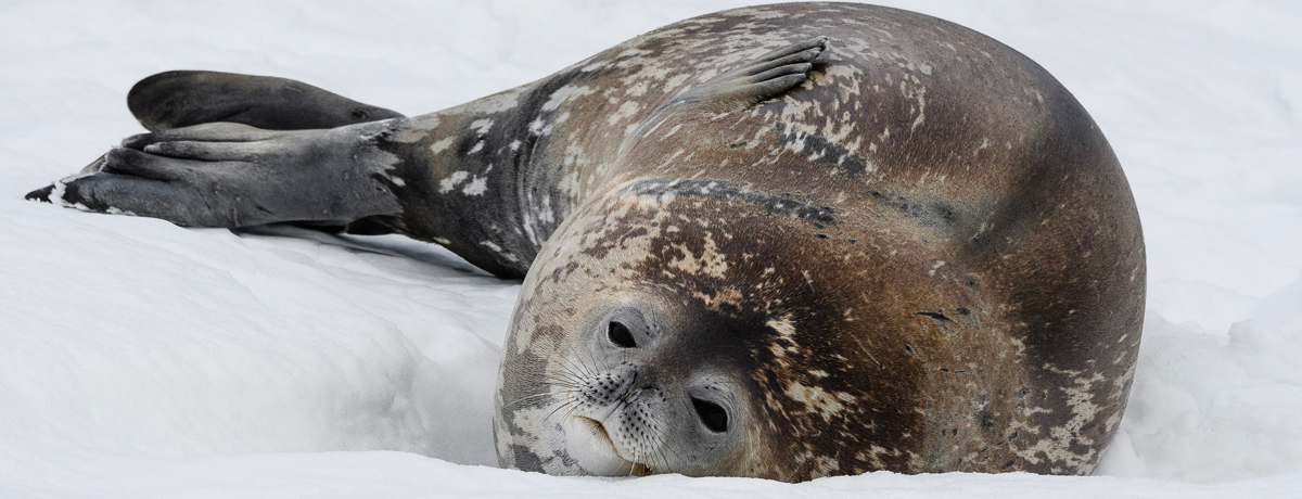 Fur seal sleeping on shore