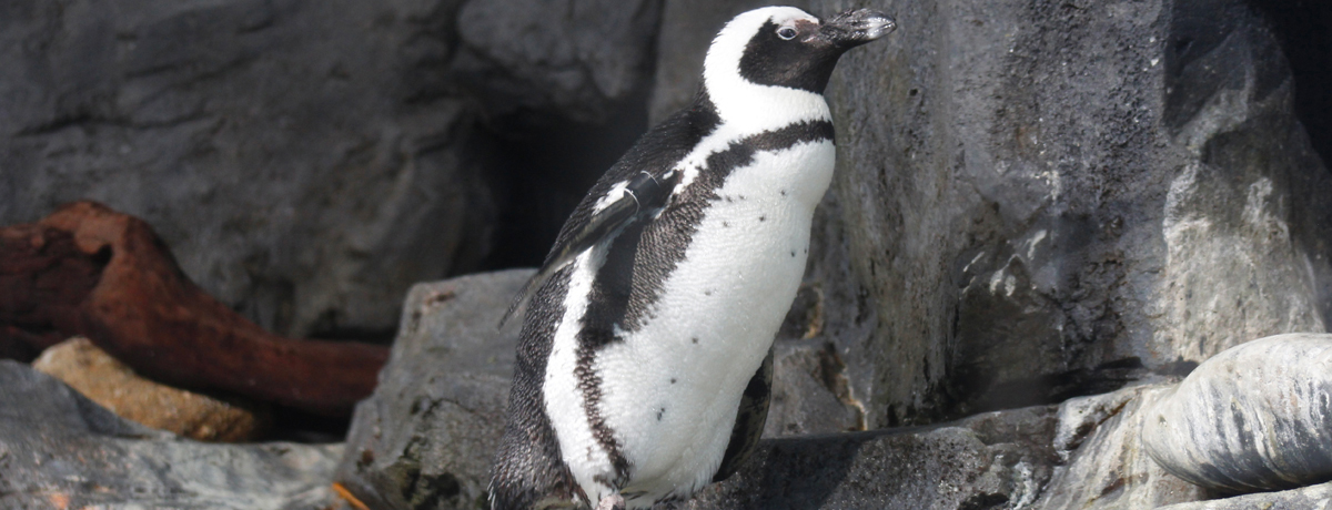 Penguin at Monterey Bay Aquarium