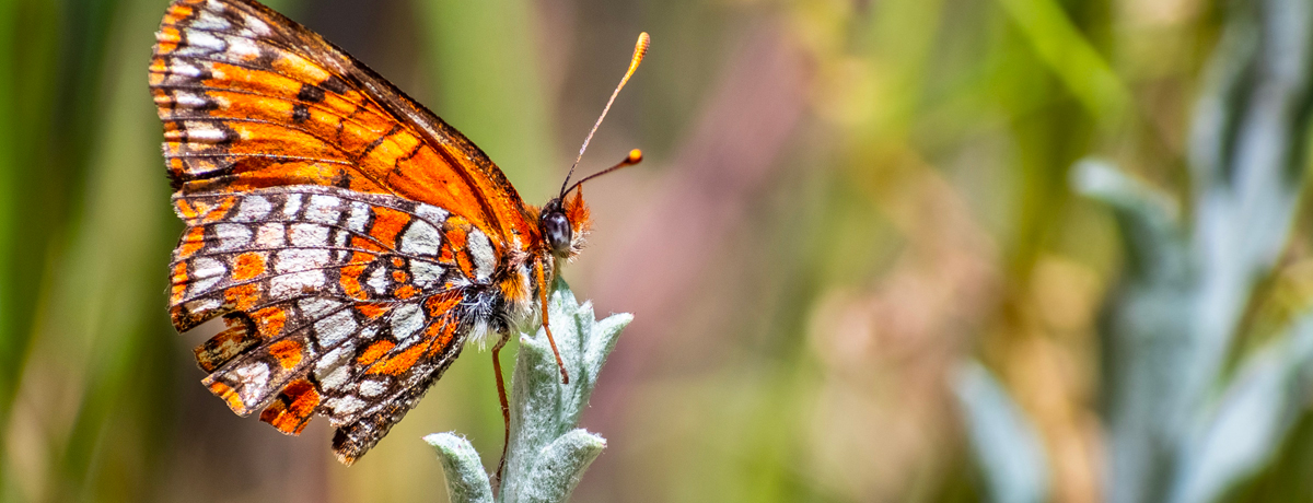 Close-up of Hoffmann's checkerspot butterfly in Yosemite National Park