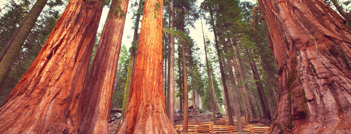 Giant sequoia trees 