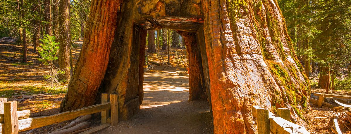 Tunnel pathway in a giant sequoia tree at Mariposa Grove