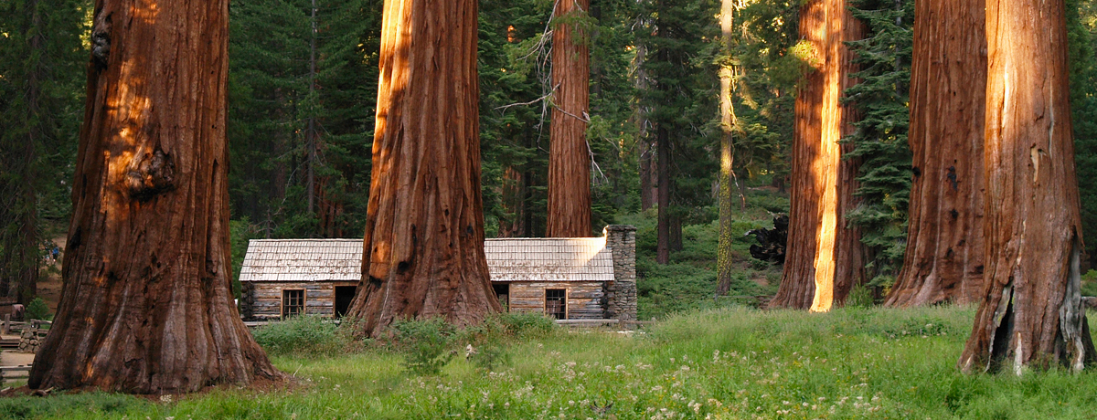 Mariposa Grove redwoods