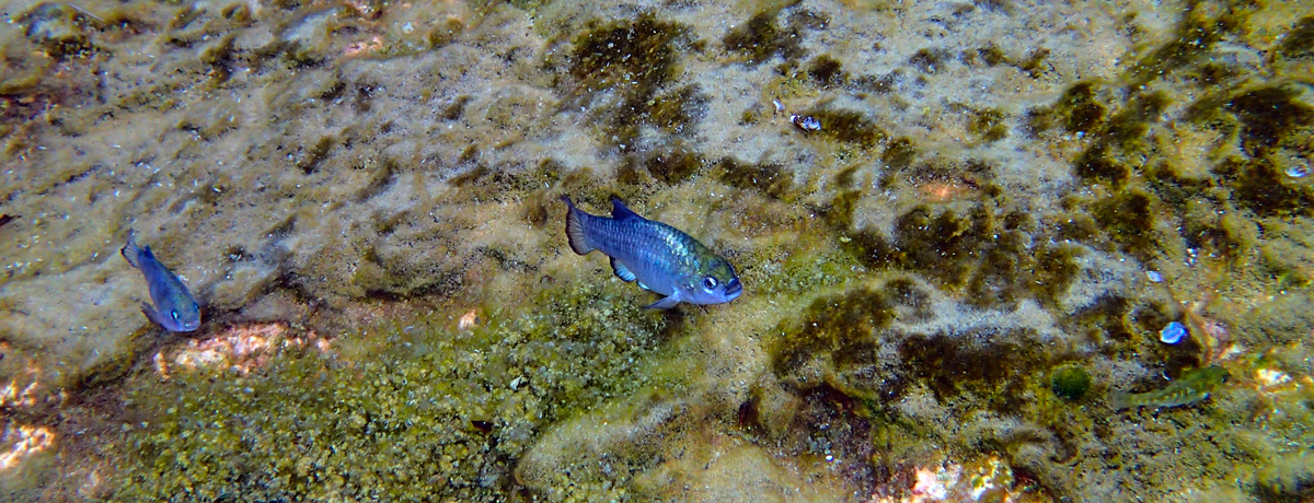 Amargosa pupfish Ash Meadows National Wildlife Refuge