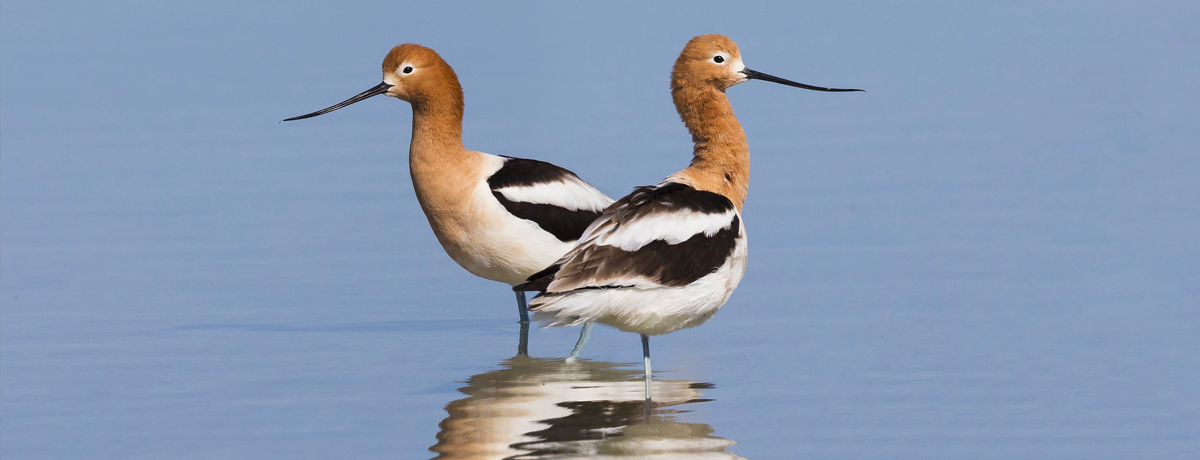 Two American avocets wading in water at Ash Meadows National Wildlife Refuge