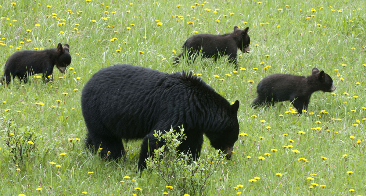 Mother bear with three cubs strolling a grassy field in the Canadian Rockies