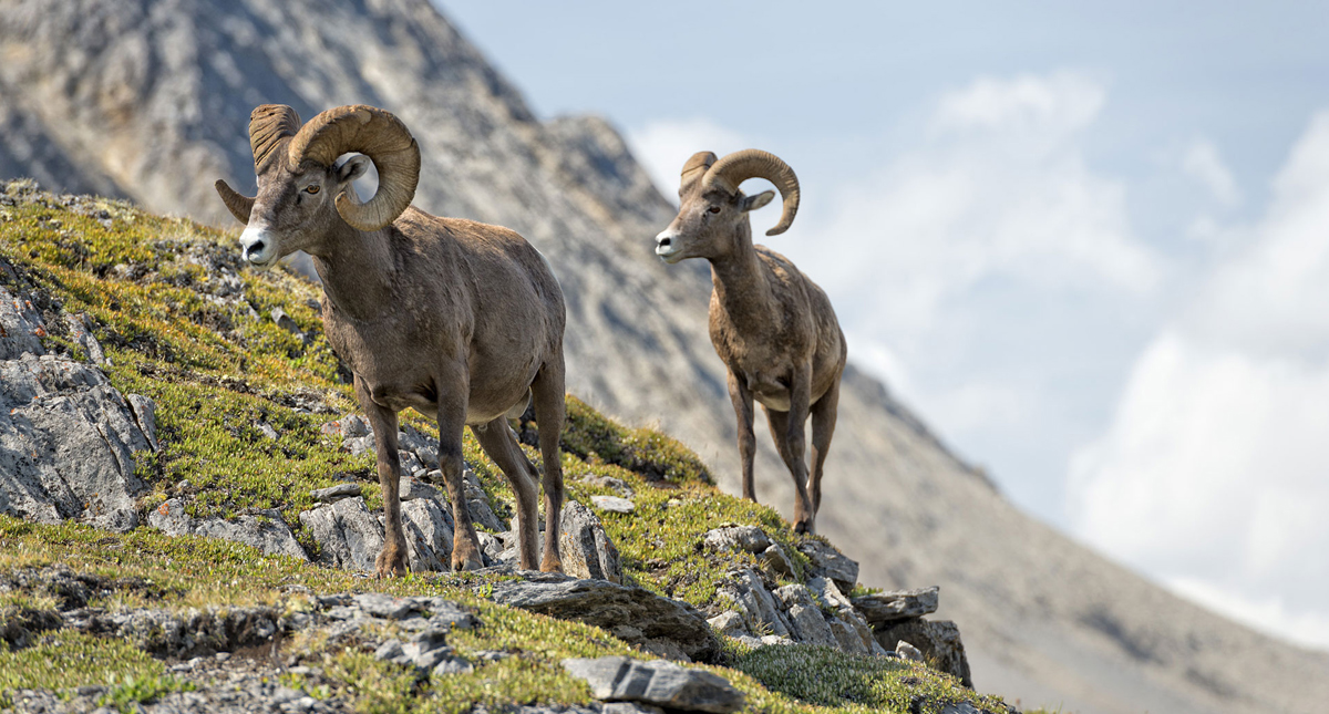 Two big horned sheep walking alongside a mountain