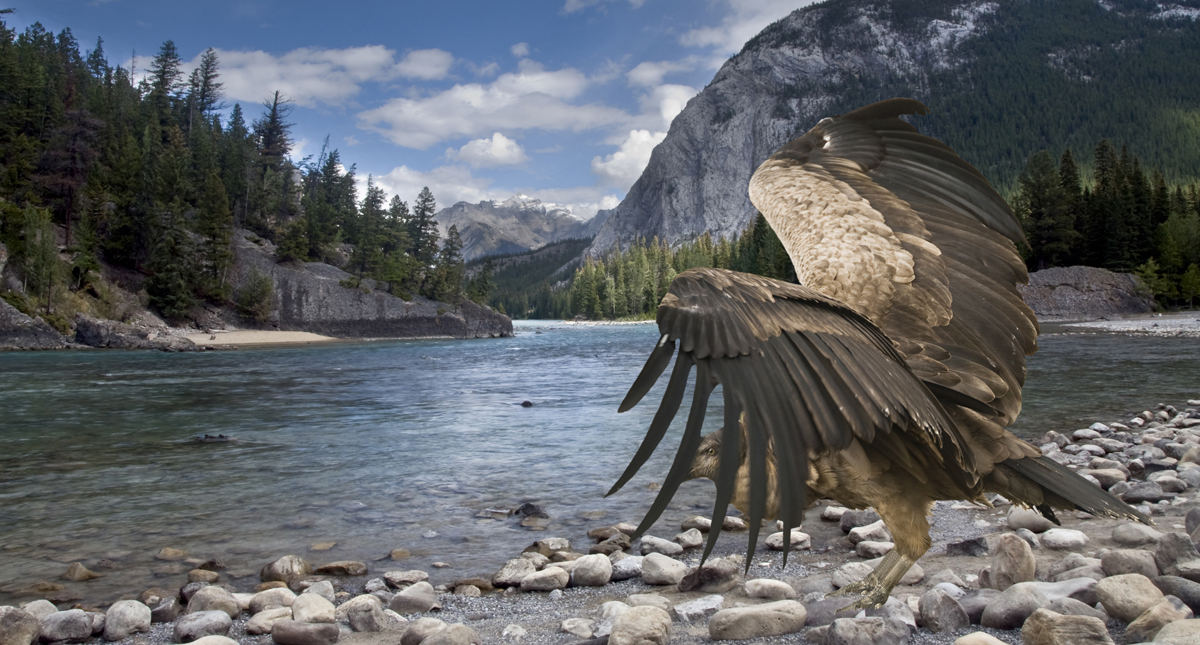 American condor by a river in the mountains of Banff National Park