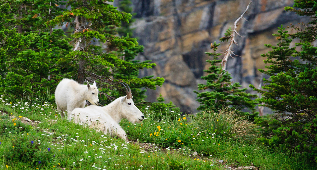 Two mountain goats sitting in a grassy glen next to a mountain