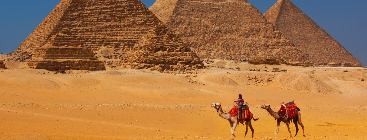 Giza pyramids with two camels walking in foregound