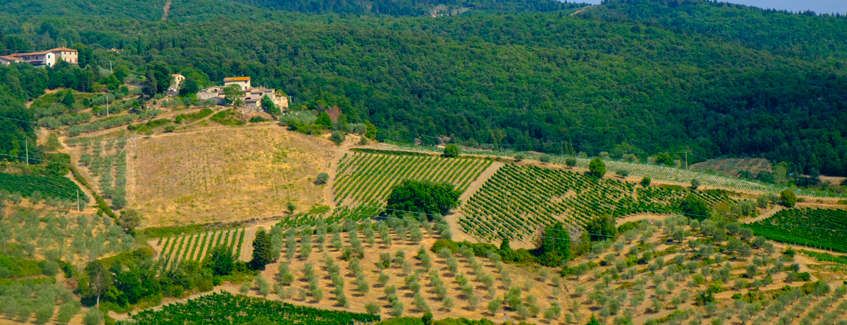 Lush vineyards on the hilly Chianti countryside