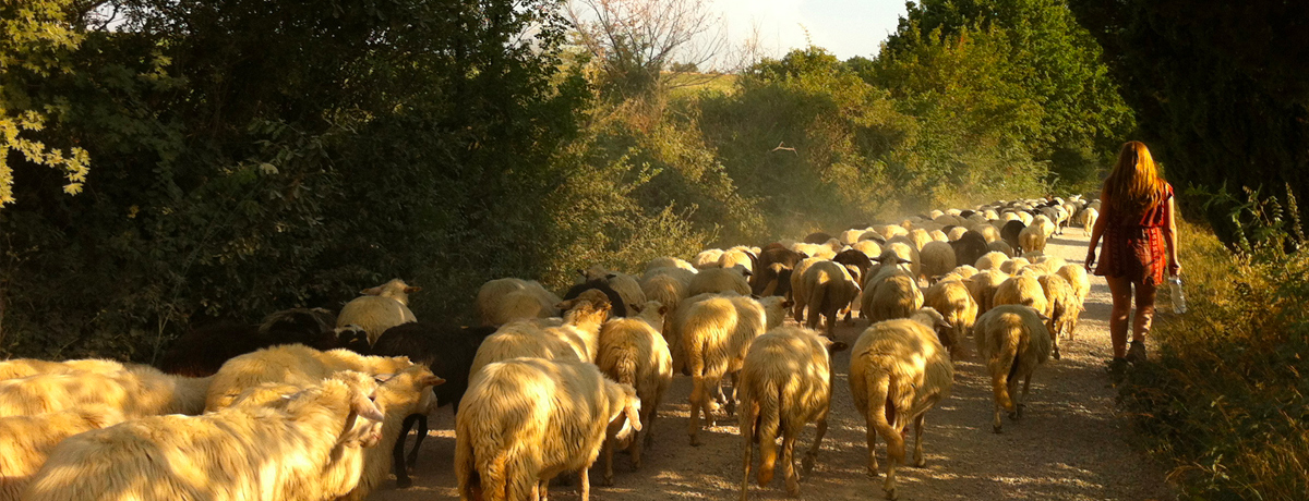 Sheep walking along path