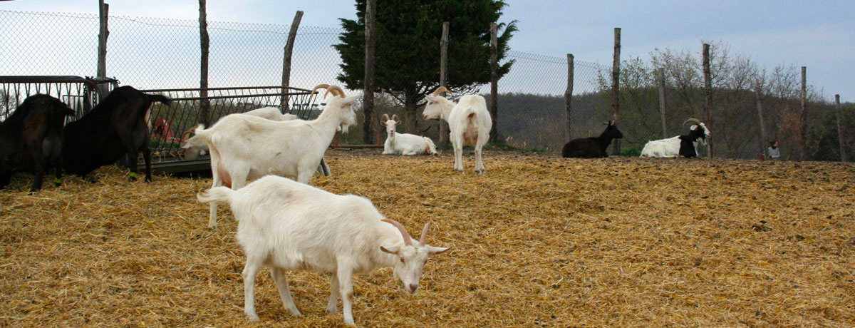 Sheep grazing at Podere Il Casale