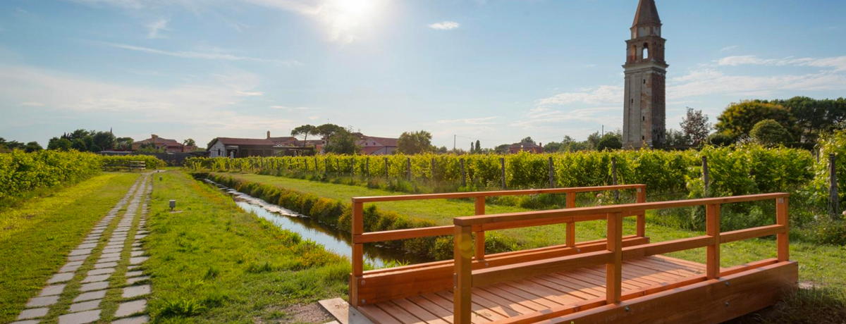 Sun shining over lush vineyard