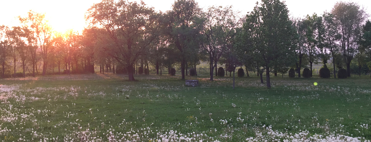 Field of dandelions at Selva Capuzza at sunset