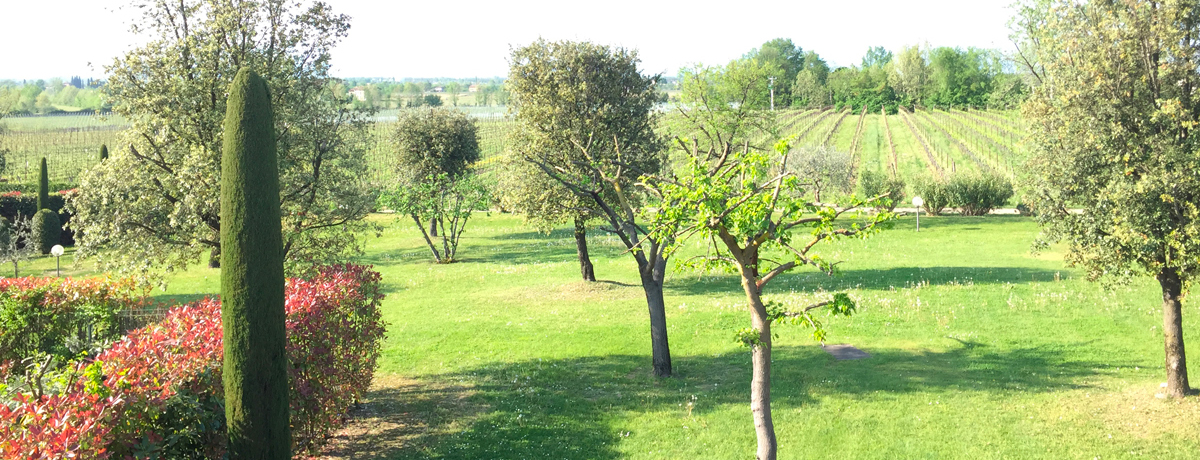 Overlooking the vineyard at Selva Capuzza
