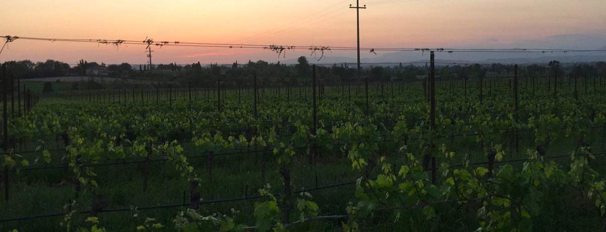 Horizon and the vineyard at dusk at Selva Capuzza