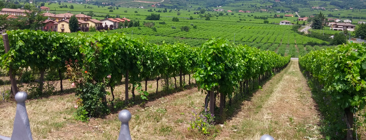 Vineyard and vista