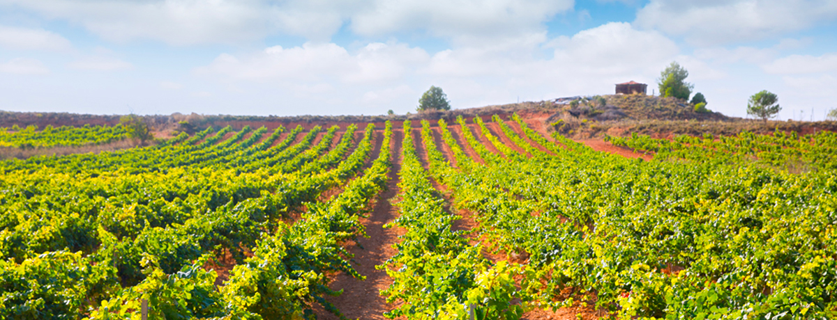 Panorama of Mediterranean vineyards