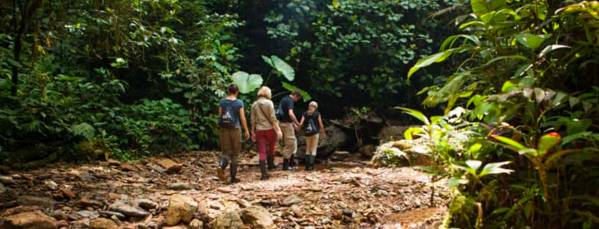 Guests hiking in the rain forest beside a shallow flowing river