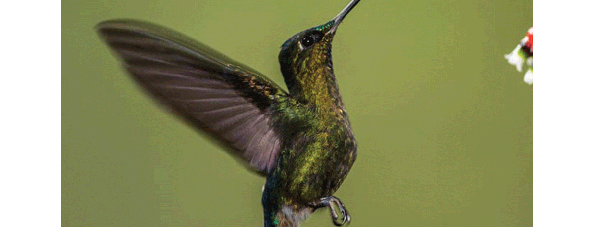 Violet tailed sylph hummingbird