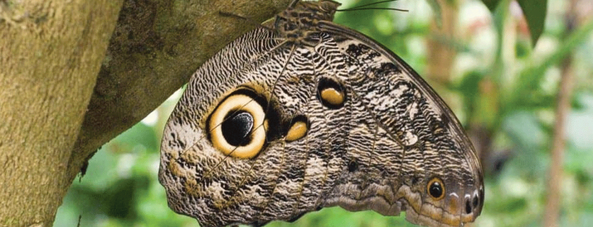 Butterfly with eyeball design on wing