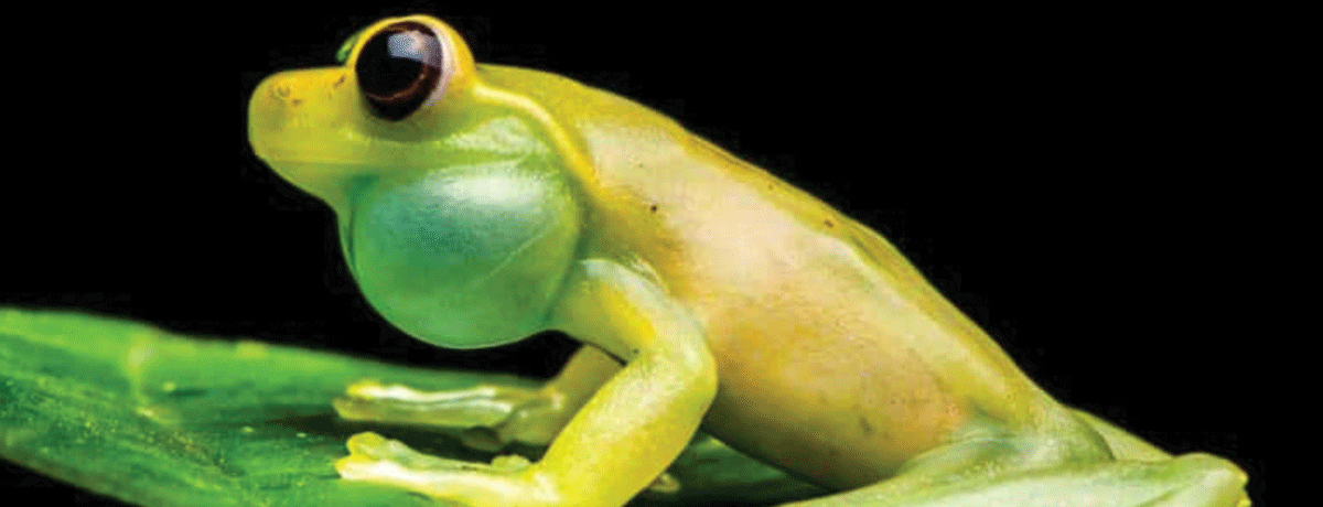 Tiny green tree frog