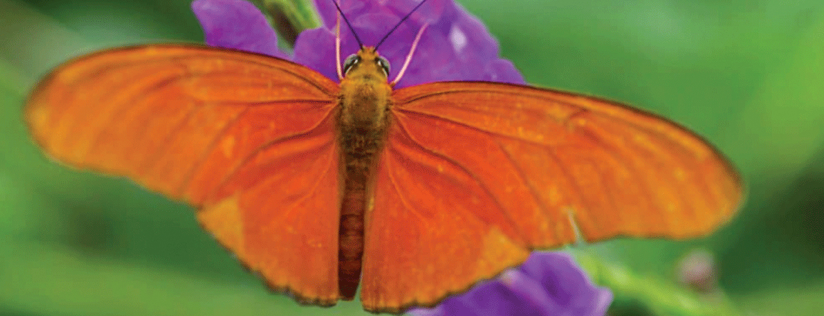 Butterfly with bright orange wings sitting on a purple flower