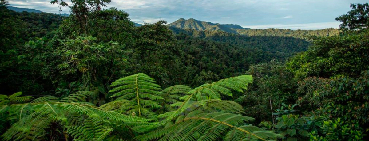 Treetop view over Mashpi Forest