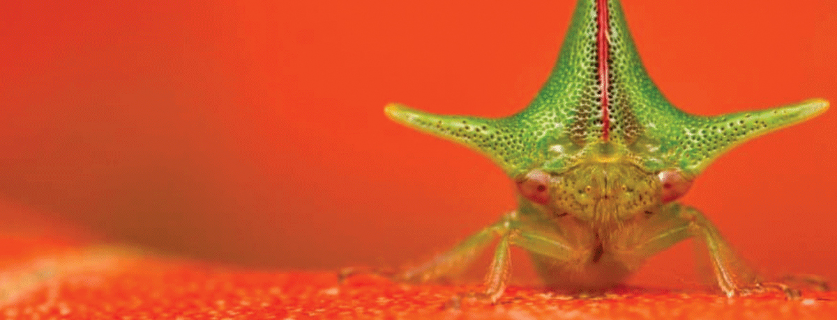 Green treehopper perched on a bright orange flower