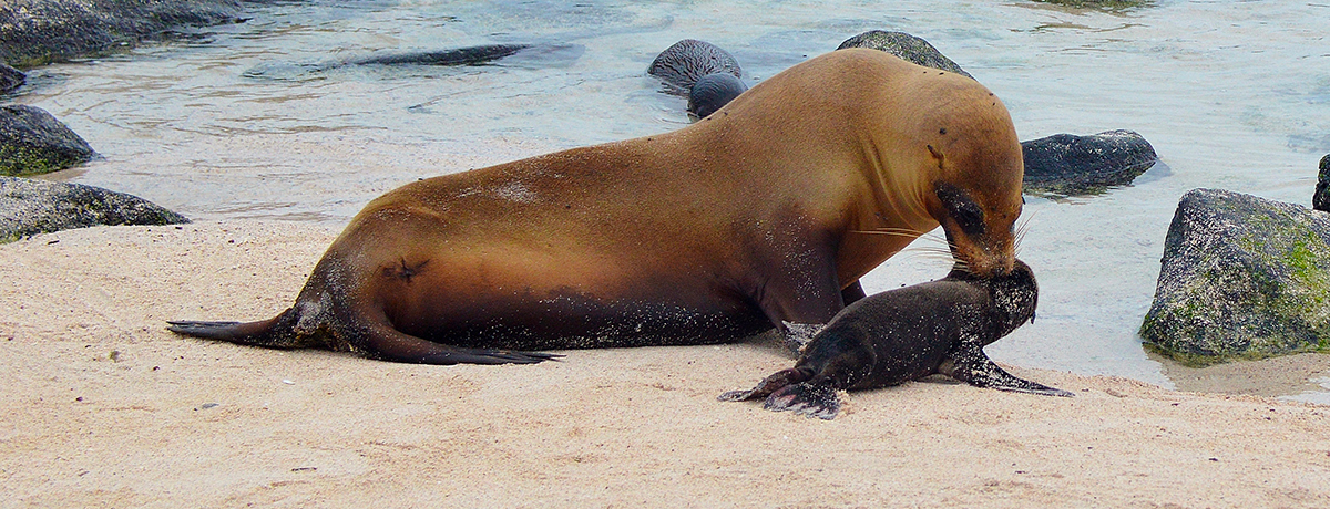Galapagos fur seal and baby on the shoreline
