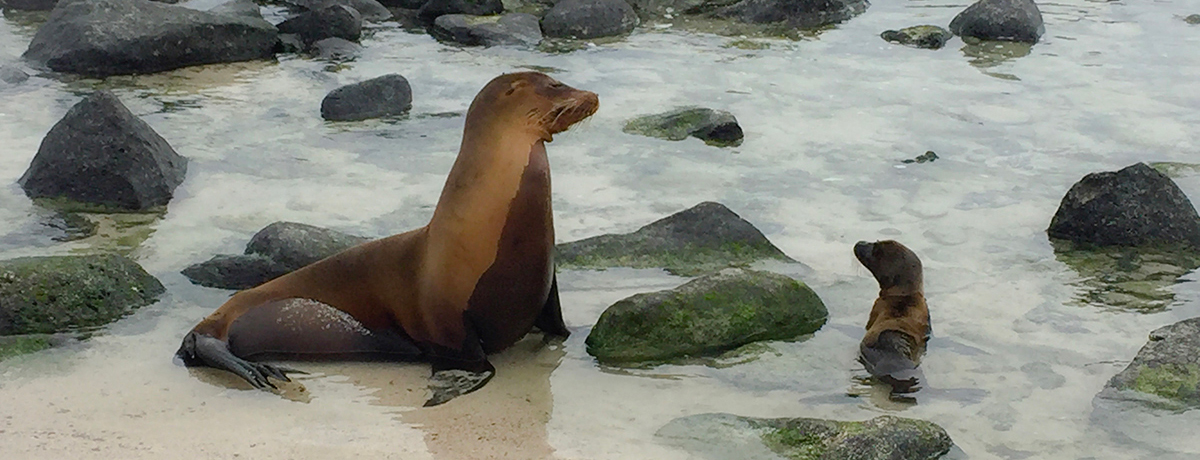 Galapagos fur seal and baby entering the water from shore