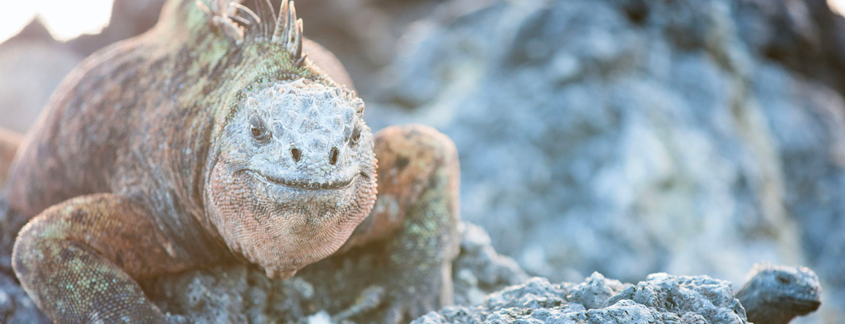 Marine iguana crawling over rocks