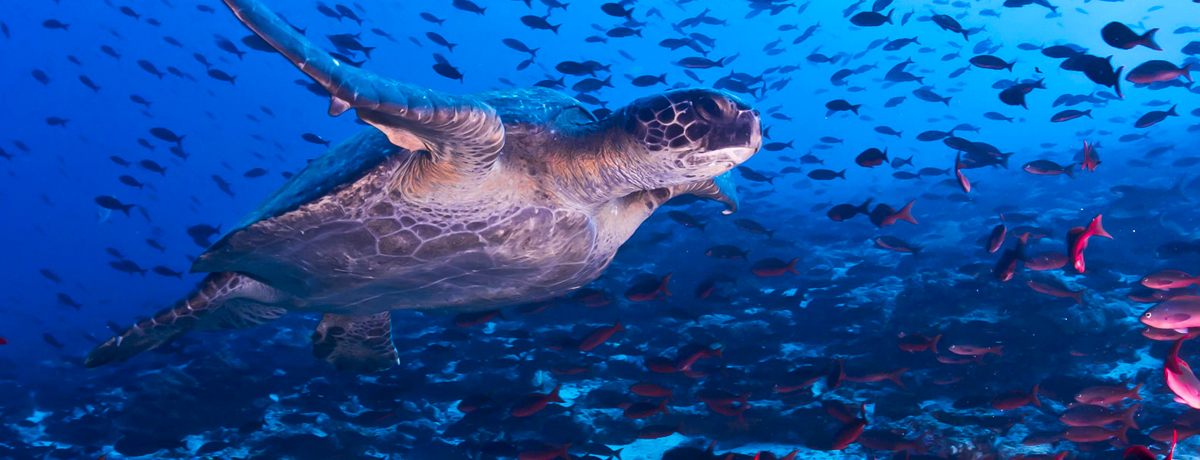 Galapagos tortoise swimming through a school of fish