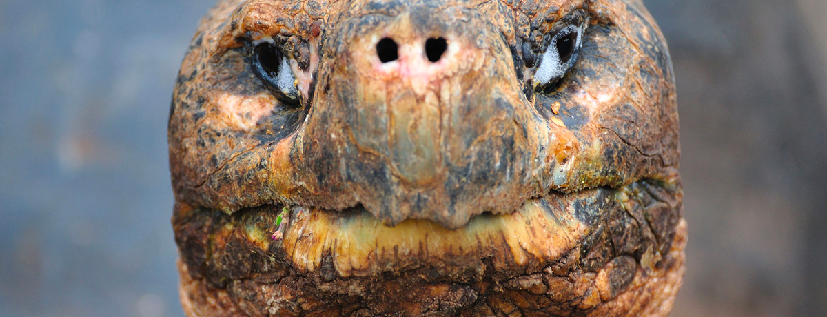 Close-up of face of Galapagos tortoise
