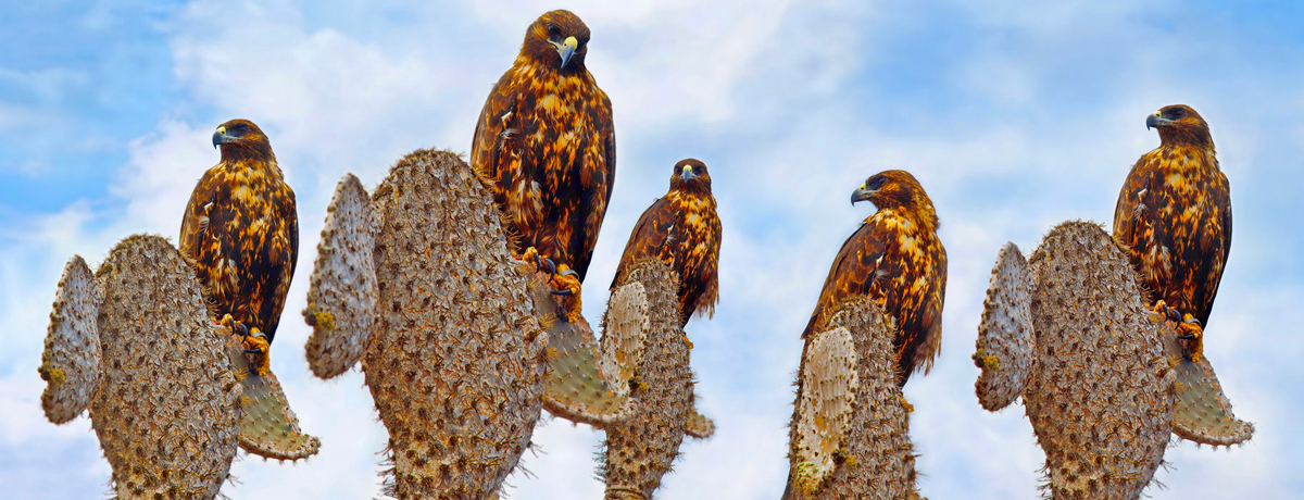 Five Galapagos hawks perched on top of cacti