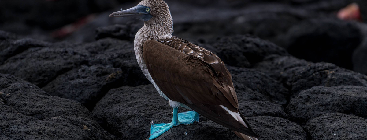 Blue-footed booby perched on lava rocks