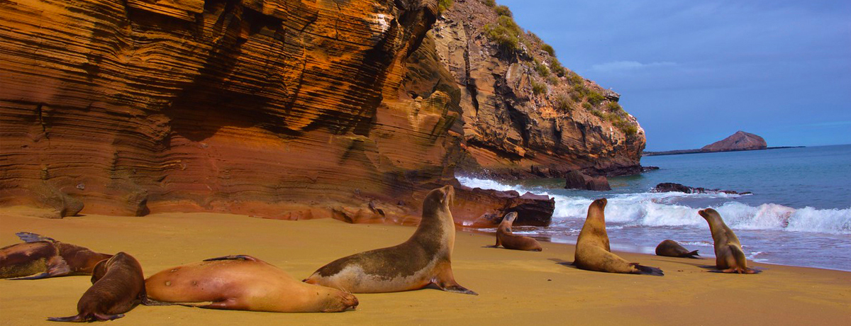 Galapagos fur seals basking on the sand