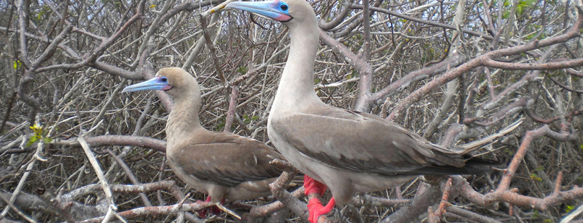 Two red-footed boobies perched on a tree branch