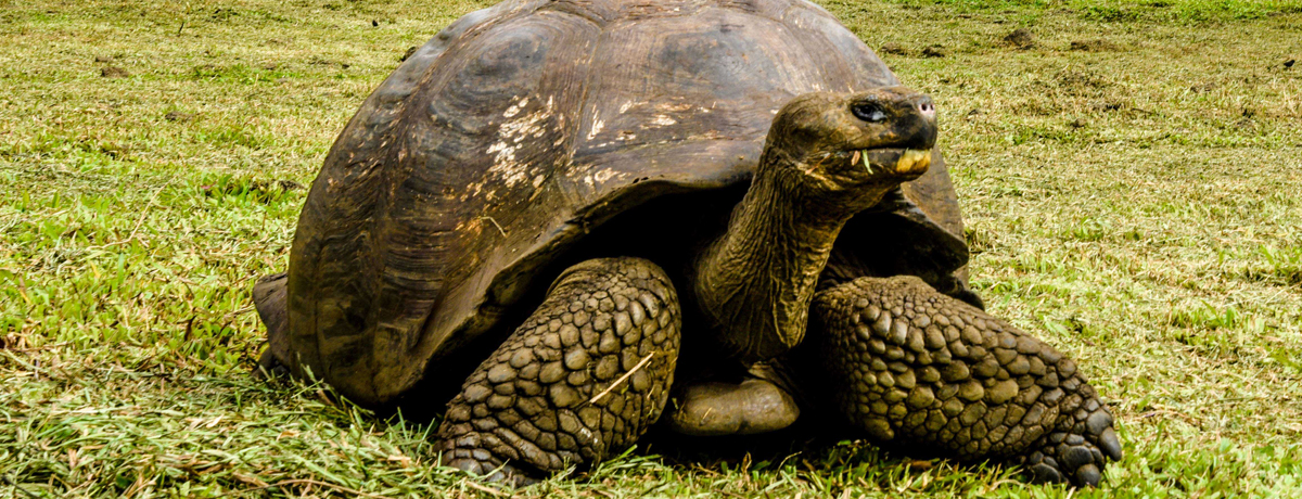 Two guests pose for a picture with a Galapagos tortoise in the foreground